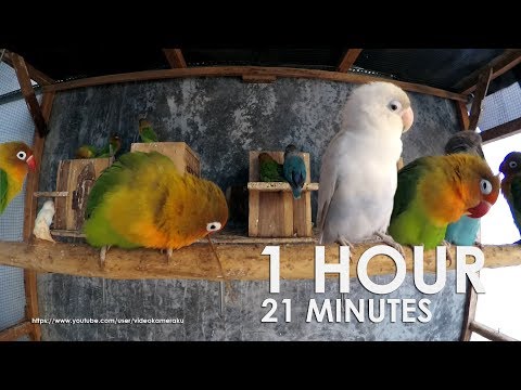 Lovebird Chirping Sounds - 1 Hour 21 Minutes - August 2019 Part 1