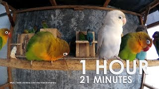 Download lagu Suara Kicauan Burung Lovebird - 1 Jam 21 Menit - Agustus 2019 Bagian 1 mp3 Download lagu Suara Kicauan Burung Lovebird - 1 Jam 21 Menit - Agustus 2019 Bagian 1 mp3