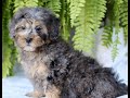 Shihpoo dogs for sale: Paris - Video 1