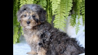 Video preview image #1 Shih-Poo Puppy For Sale in GORDONVILLE, PA, USA