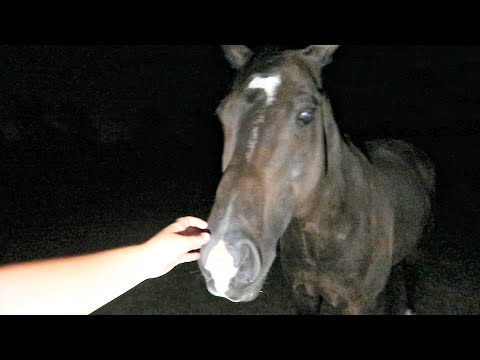 Dealing With Colic In The Middle Of The Night! Day 222 (08/11/20)