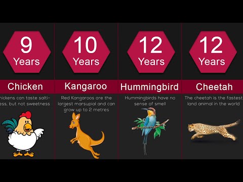 Lifespan Comparison: The Shortest and Longest Lifespans of Animals
