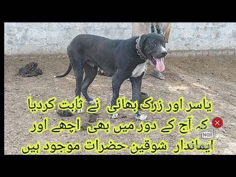 Bully Dog k Shokeen 2 Bhai Yasir Arif Or Zark Arif Ham Say Anka Contact Kesay Howa Or Kab Howa