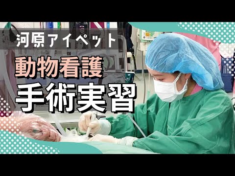命の最前線！「手術実習」【河原アイペットワールド専門学校】 | 河原アイペットワールド専門学校