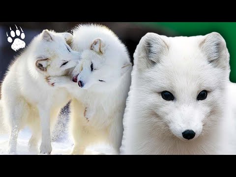 Ice Survivor: The Arctic Fox in the Frozen Hell 🦊 | Wildlife Documentary