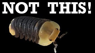 The Best Cubaris Isopods for Beginners?
