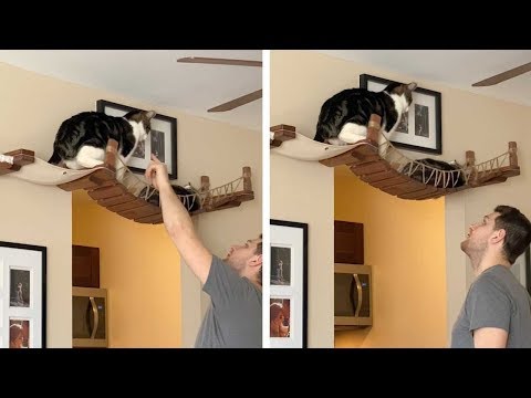 Cat Gets Told After Fighting His Sibling