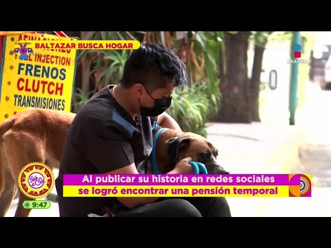La búsqueda de este perro abandonado por un hogar amoroso | Sale el Sol