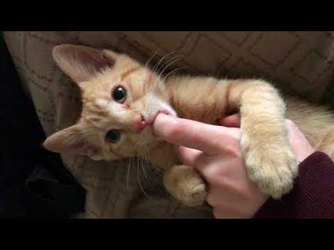 Kitten loves nursing on fingers