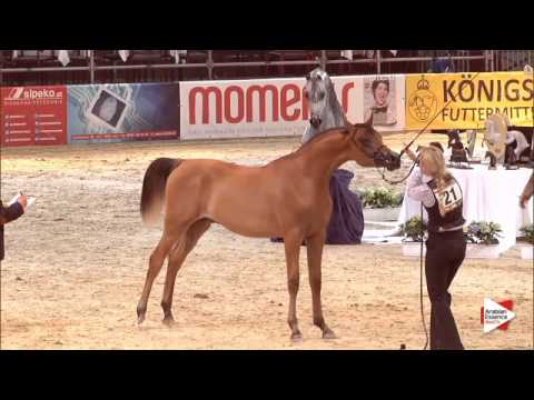 N.21 SCAHRTEYN ARA - Wels 2015 - Colts 1 year old (Class 3A)