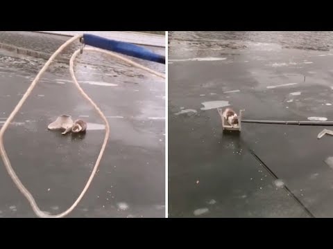 Man Saves Cat From Frozen Lake