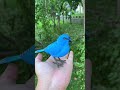 Kibtoy Blue Bird Toy Simulation Electric Singing Bird Can Call And Move