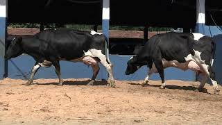 Vídeo 49 - 1ª ETAPA MEGA LIQUIDAÇÃO TOTAL AGROPECUÁRIA MARAJOARA - DIA 4 | GADO GIROLANDO E HOLANDÊS