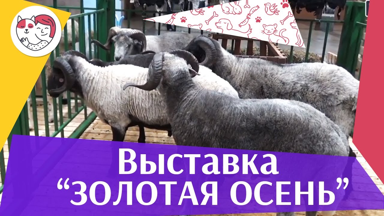 Агропромышленная выставка «Золотая осень» на ilikepet