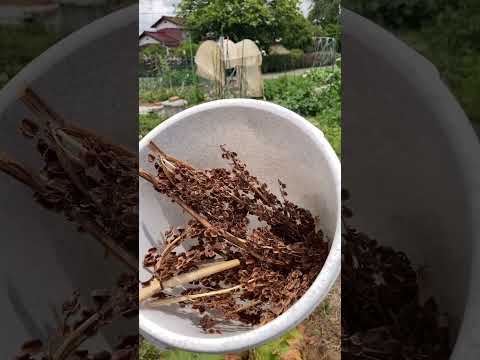 ルバーブが熟しているかどうかはどうやってわかりますか?園芸の専門家からのアドバイス  庭園