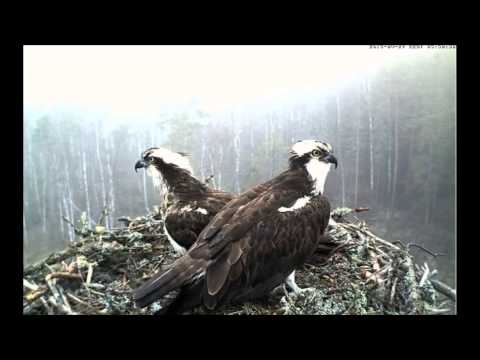 Estonia Osprey Mating 4-27-15