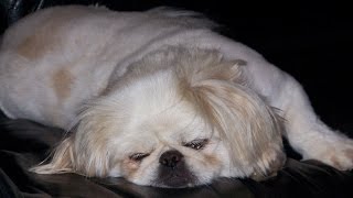 preview picture of video 'Kaytee the Pekingese Dog- If you snore you should watch this!'