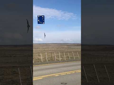 CÓNDORES EN LA RUTA 9 EN MAGALLANES #chile #patagonia #condores #condorito #surdechile #animales