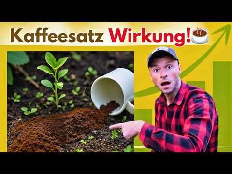 Coffee grounds in the garden: This is how they really work in September!☕🌱