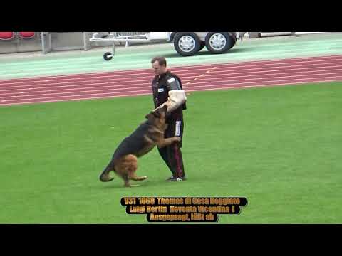 2019 SV BSZS in Nurnberg TSB V31 Thomas di Casa Beggiato