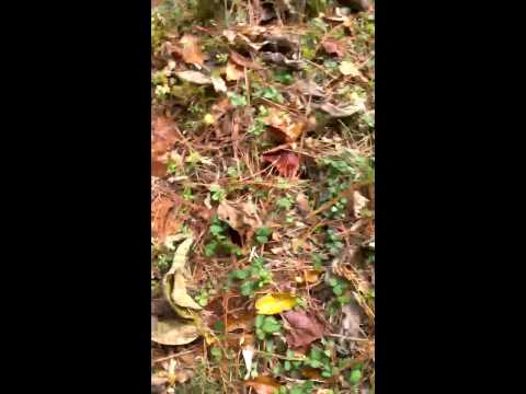 7 Week Old Pitbull Puppy