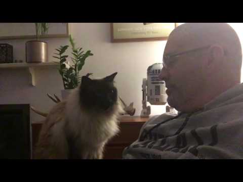 Roger the Ragdoll being very vocal