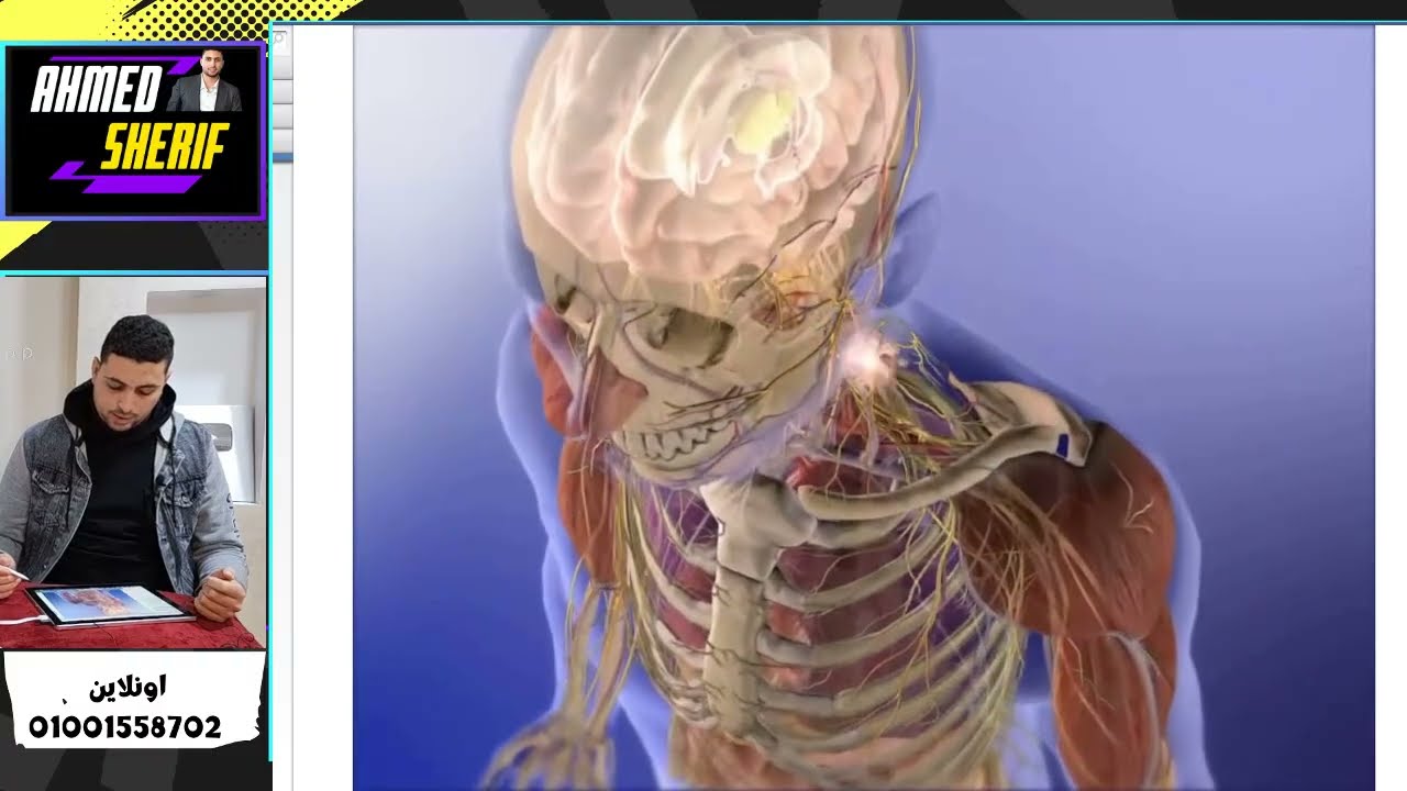 افهم وغذي بصرك الجهاز العصبي