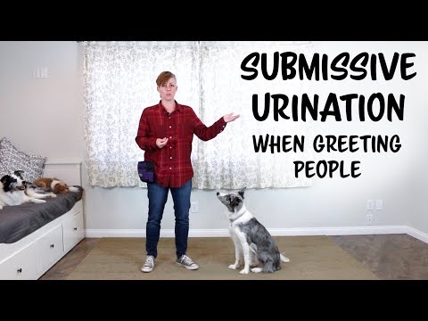 YouTube video about: How to stop submissive urination in dogs?