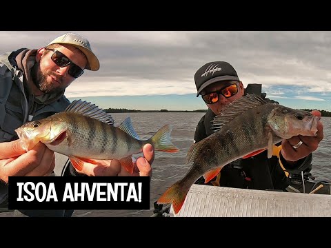 POTTUKOIRAN KANSSA KALASSA - AHVENEN JIGAUS - ORKA MIKROJIGIT