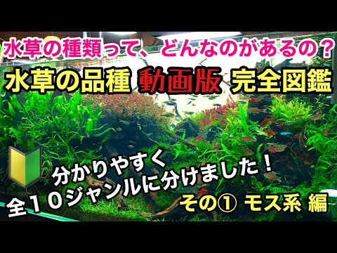 水草の植え方は？正しい選択をするために知っておくべきことすべて!  庭園