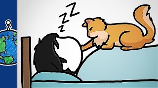 How Cats Became our Feline Overlords (ft. It's Okay To Be Smart)