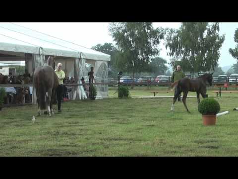 Sudweyher Fohlenschau 2015 - Kat.-Nr. 13