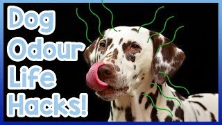 How to Get Rid of Dog Smell From Your Home! Dog Odour Life Hacks!