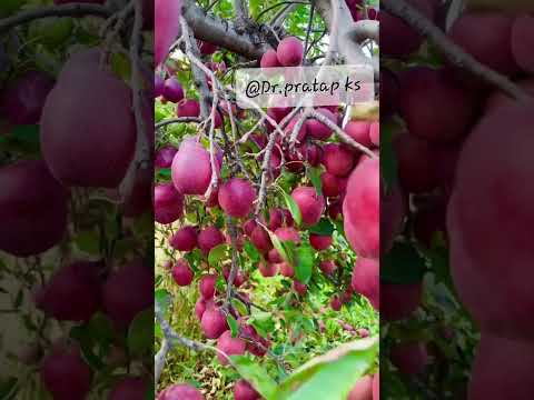Winter - Season of Apple 🍎  love of Nature || Dr.pratap ks