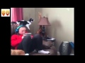 Cat Jumps Off Of Couch