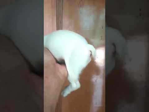 Simranpreet pet kennel all type dog are available my no WhatsApp 9654547524 & 9354969528