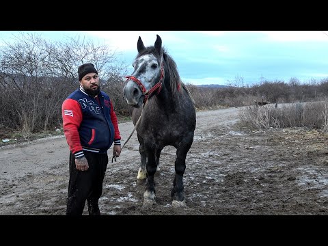 Caii lui Bodri de la Zalau, Salaj - 2026 Nou!!!