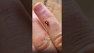 Download lagu Here is the smallest worm in the world‼️😱 mp3