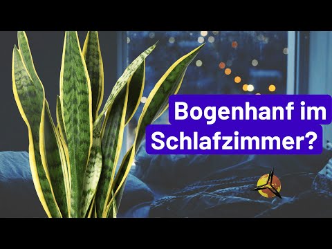 Bogenhanf Standort: Schlafzimmer oder Badezimmer?