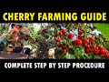 Cherry Farming Cherry Cultivation Information Guide Cherry Planting Care Harvesting