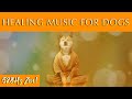 Soothing Healing Music For Dogs 528Hz To Heal Your Best Friend
