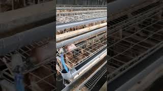 Download lagu Budidaya Bebek Petelur mp3