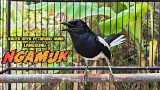 Download lagu SUARA PANCINGAN BURUNG KACER PALING AMPUH SEKALI DENGAR LANGSUNG EMOSI mp3 Download lagu SUARA PANCINGAN BURUNG KACER PALING AMPUH SEKALI DENGAR LANGSUNG EMOSI mp3