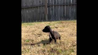 Video preview image #1 Mutt Puppy For Sale in Holly Springs, NC, USA