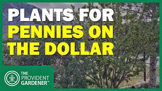 How I'm Building a Drought-Resistant Food Landscape for Pennies on the Dollar