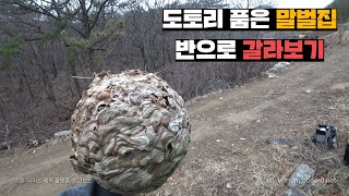 일년 내내 찾던 말벌집을 양봉장 바로 옆에서 발견한 주인장