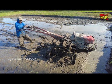 Menolak Pensiun! Simbah Masih Bersemangat Bajak Sawah Menggunakan Traktor G1000