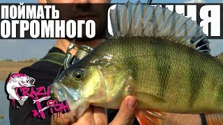 Ловля на силиконовые приманки окуня