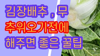 김장배추,무 노균병 한파주의 농부팁 미원?요소? 작물재배기초