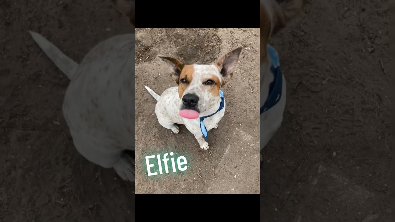 Enlarge ELFIE (393), a Adoptable mixed breed in Indiantown, FL video 4/6